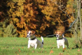 IMG 4510